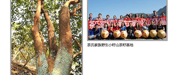 茶氏家族-山茶籽調理精油 茶氏家族-山茶籽調理精油