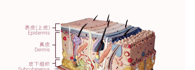 �؊}�ز��(sh��)��¶